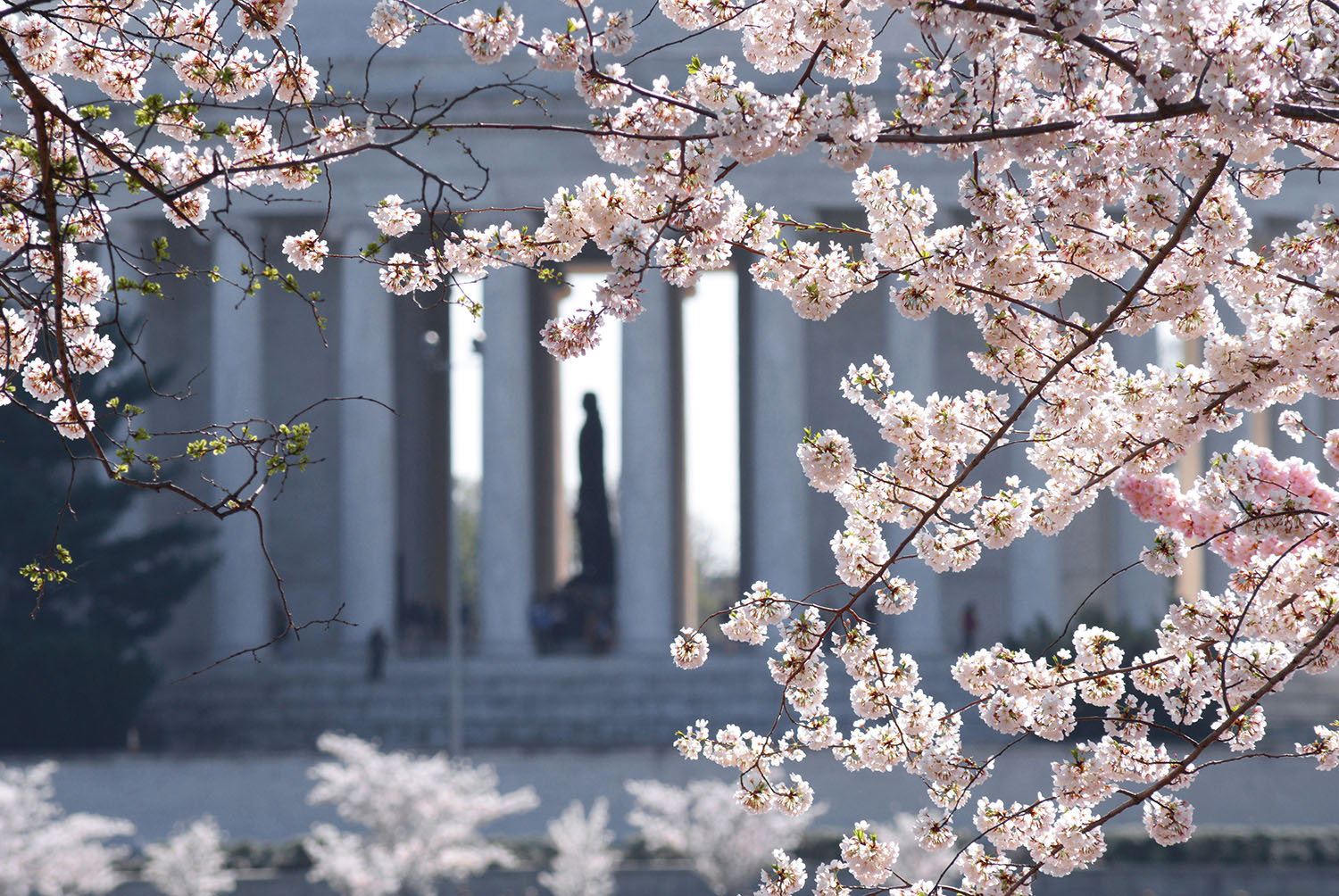 Jefferson_Memorial_Cherry_Blossoms_Tidal_Basin_Statue_Springtime_Washington_DC .jpg