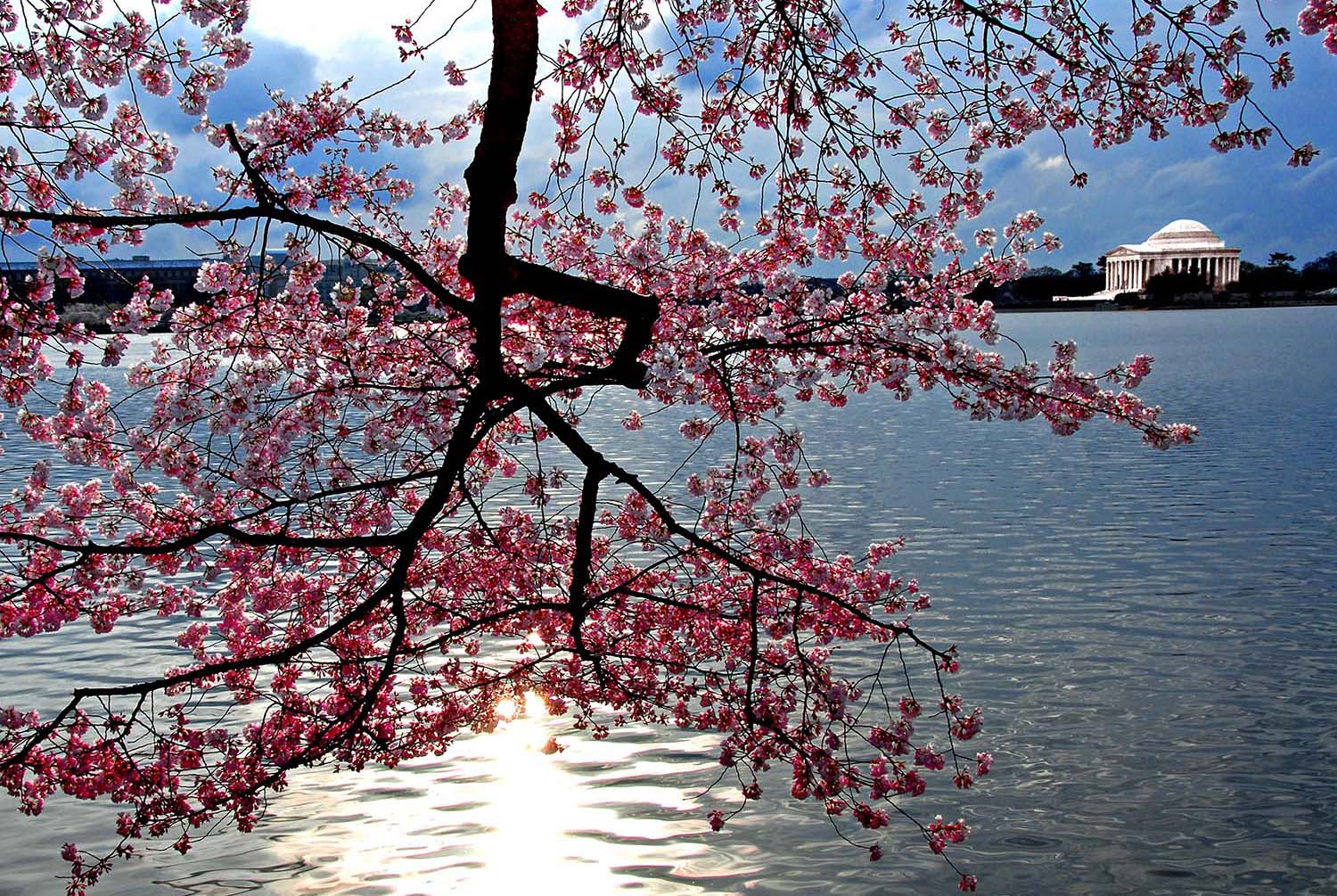 Jefferson_Memorial_Cherry_Blossoms_Tidal_Basin_Springtime_Sun_Reflection_Washington_DC.jpg