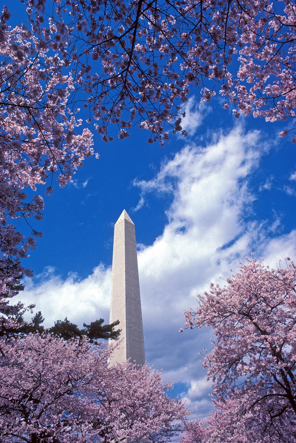 Washington_Monument_Cherry_Blossoms_Springtime_Dramatic_Clouds_Travel_Tourism_Landmark_DC.jpg