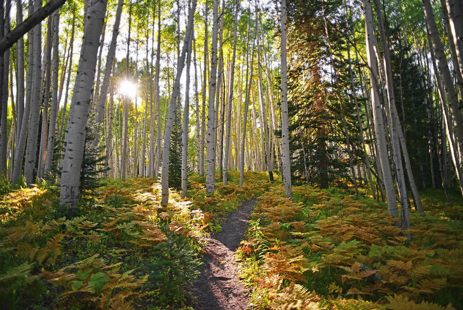 West_Elk_Wilderness_Area_Gunnison_National_Forest_Aspen_Wooded_Path_Colorado.jpg