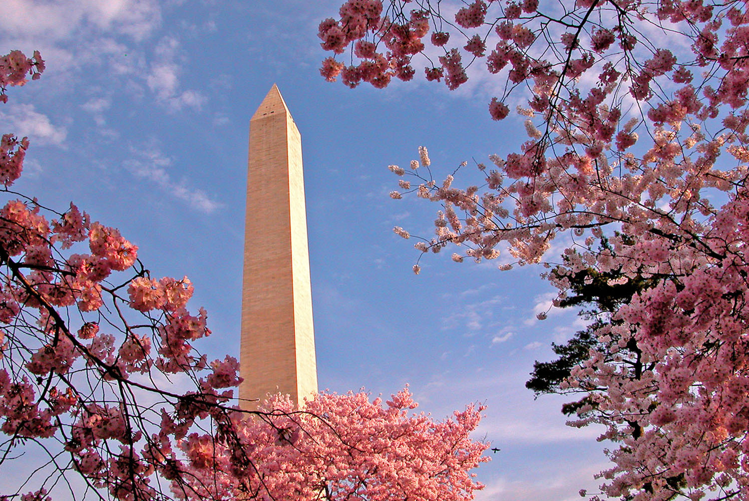 Washington_Monument_Cherry_Blossoms_Springtime_Travel_Tourism_Landmark_DC.jpg