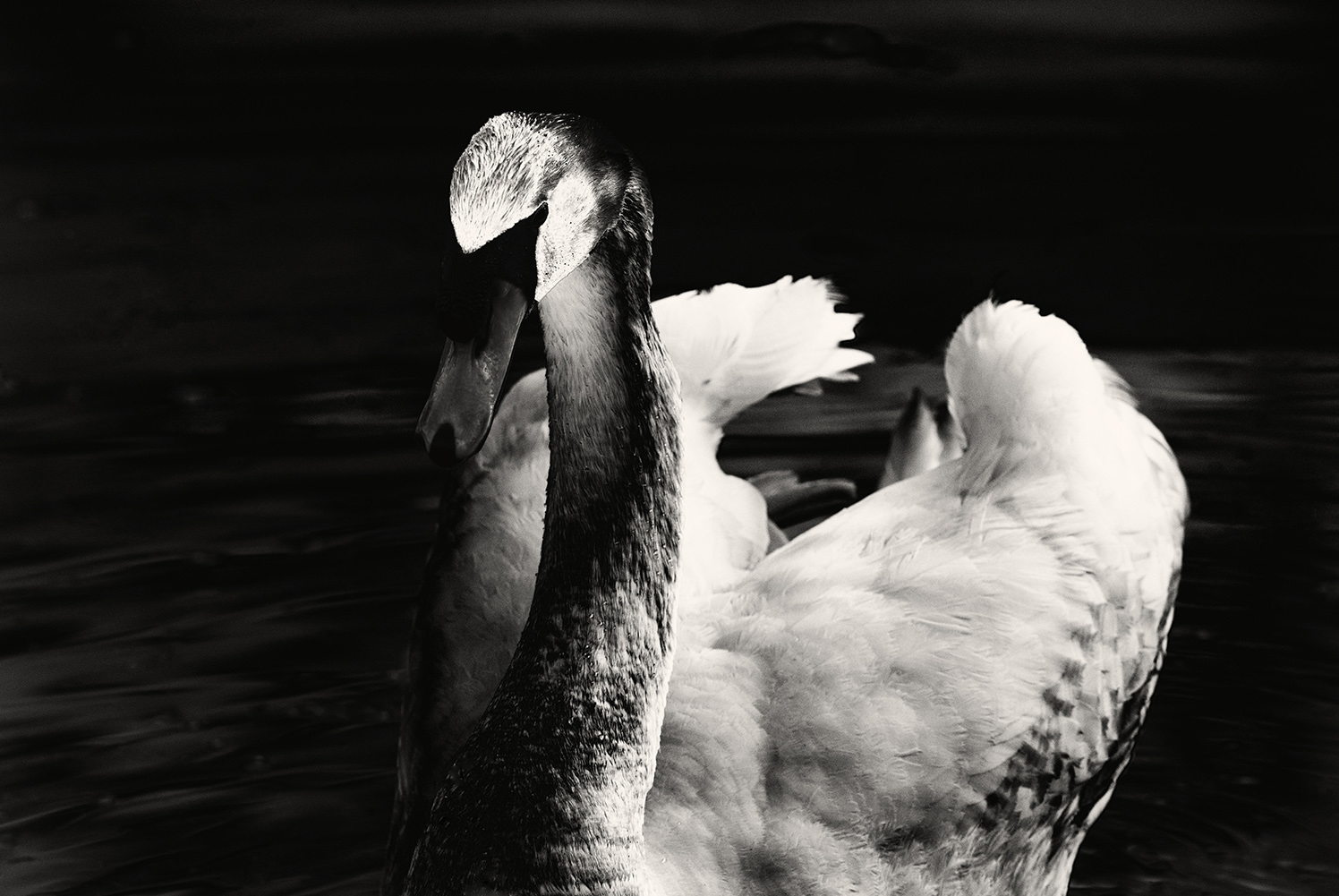 Swan_Agressive_Black-and-White.jpg