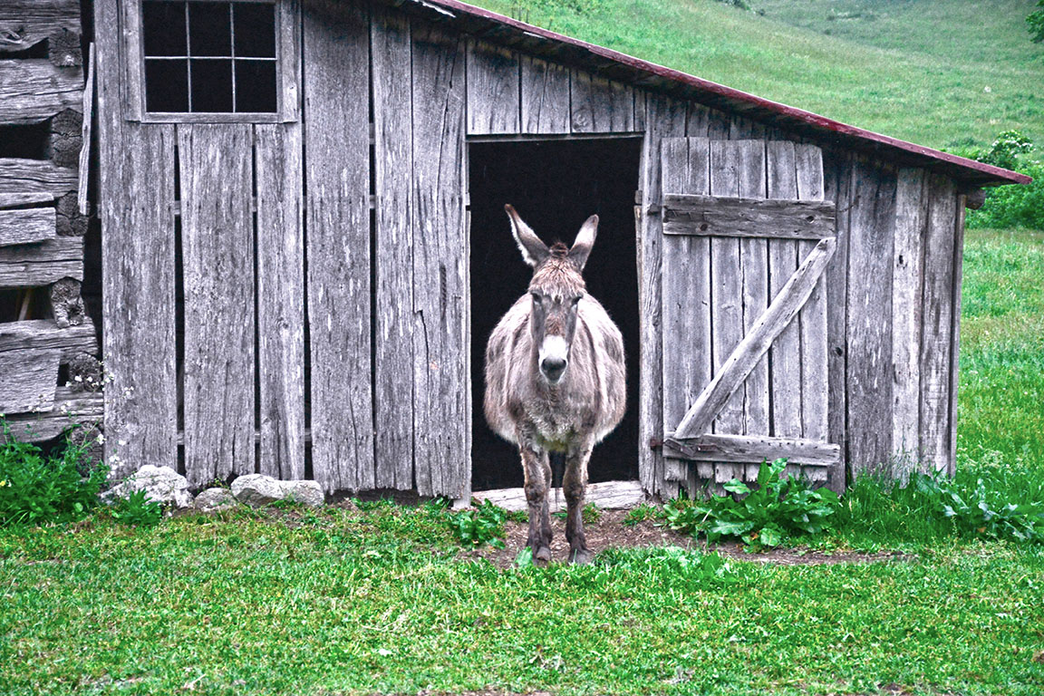 Donkey_Stable_Farm_Nelson_County_Virginia.jpg