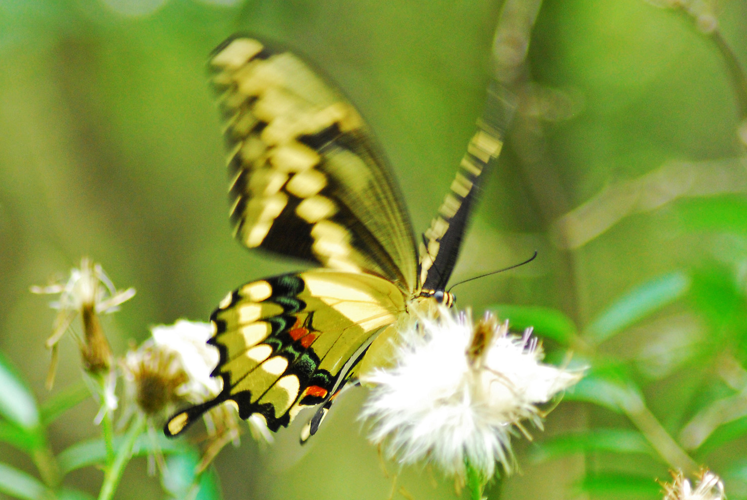 Giant_Swallowtail_Pinckney_Island_National_Wildlife_Refuge_South_Carolina.jpg