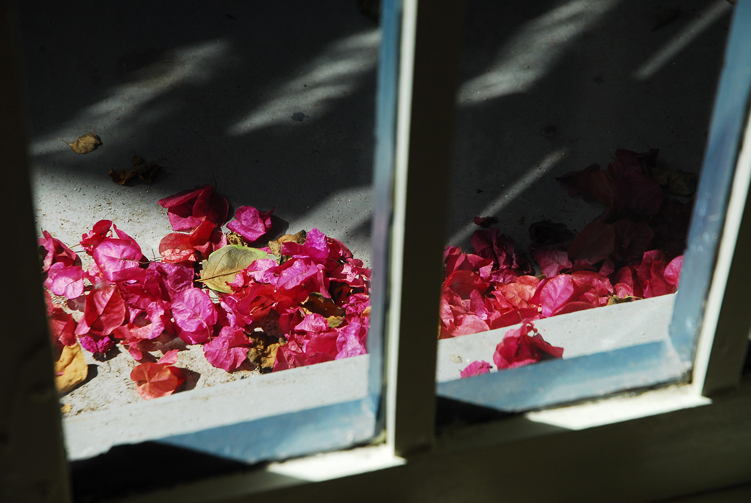 Window_Looking_Outside_Red_Flower_Petals_Riverside_California.jpg