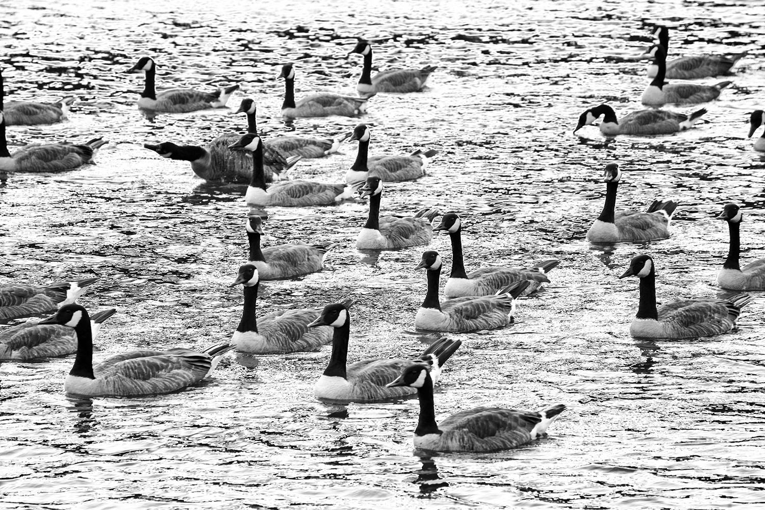 Canada_Geese_Flock_Swimming_Black_and_White_Virginia.jpg