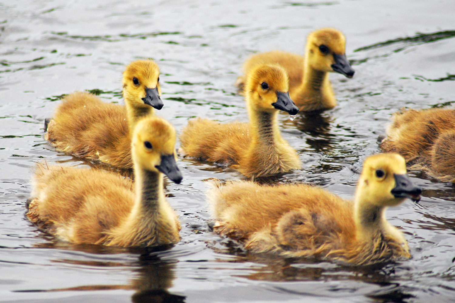 Canada_Geese_Goslings_Swimming_Occoquan_River_Virginia.jpg