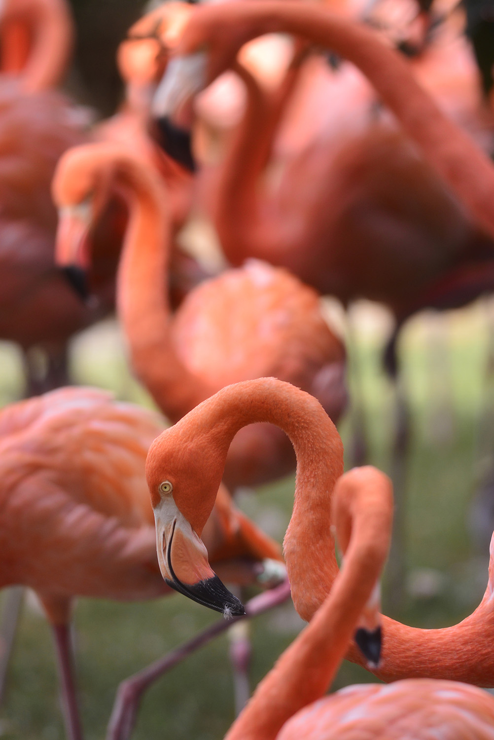 Flamingos_Pink_Exotic_Flock_National_Zoo_Washington_DC.jpg