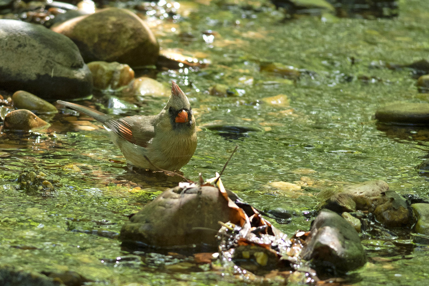 Female_Cardinal_Bathing_Stream_Spring_Migration_Virginia.jpg