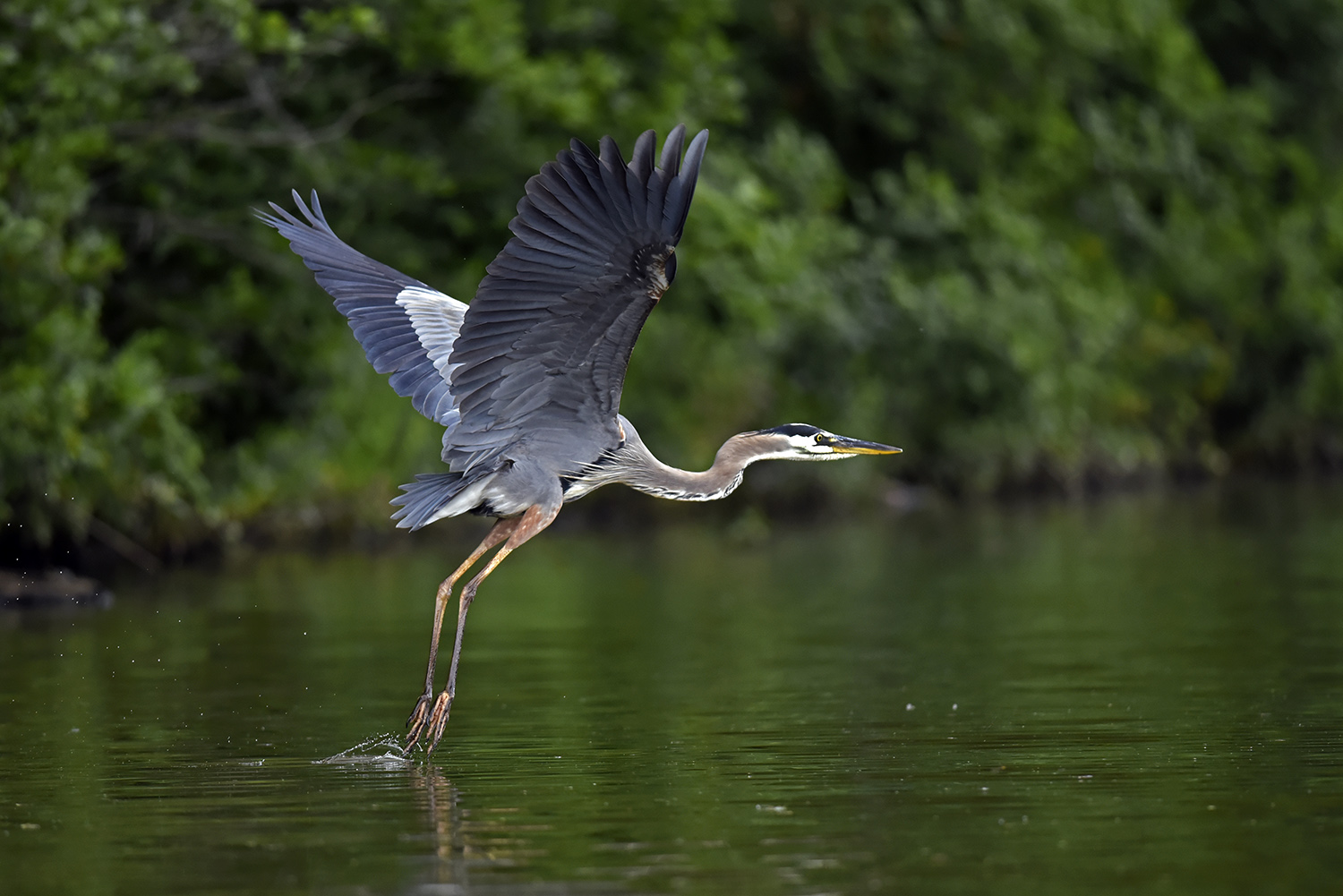 Great_Blue_Heron_Takeoff_Water_Wingspread_Lake_Virginia.jpg