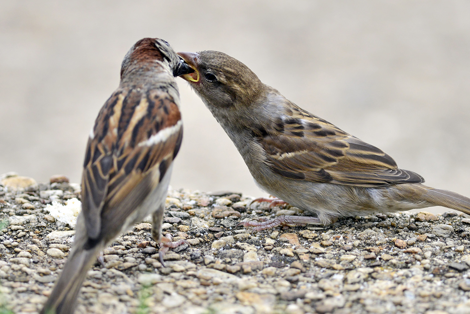 House_Sparrow_Parent_Feeding_Baby_Bird_Fledgling.jpg