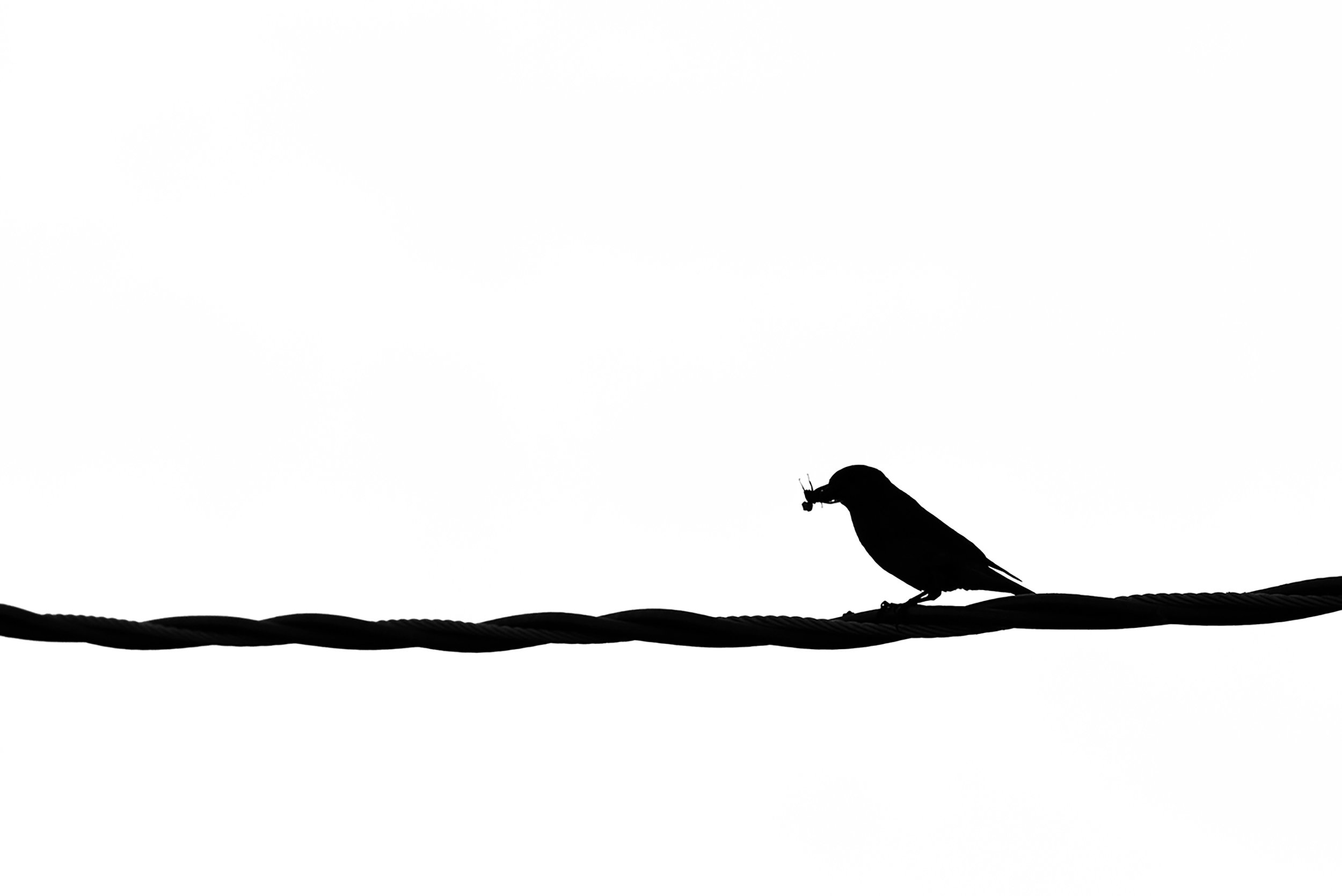 House_Sparrow_Songbird_Insect_Perched_Wire_Silhouette_Virginia.jpg