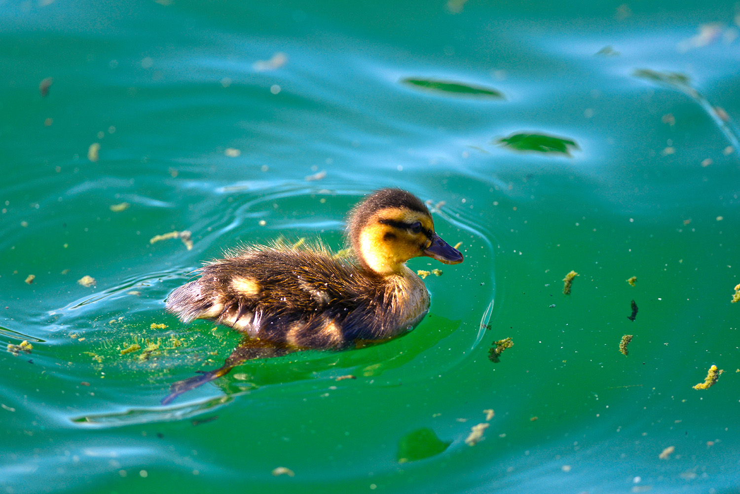Mallard_Baby_Duckling_Swimming_Fountain.jpg