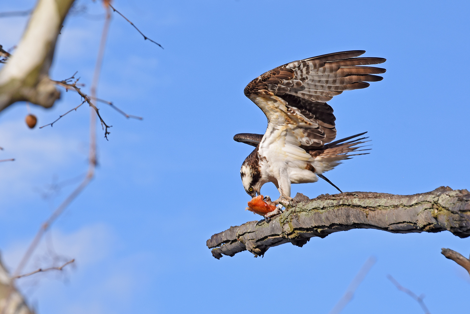 Osprey_Feeding_Eating_Perched_Marsh_Wetland_Virginia.jpg