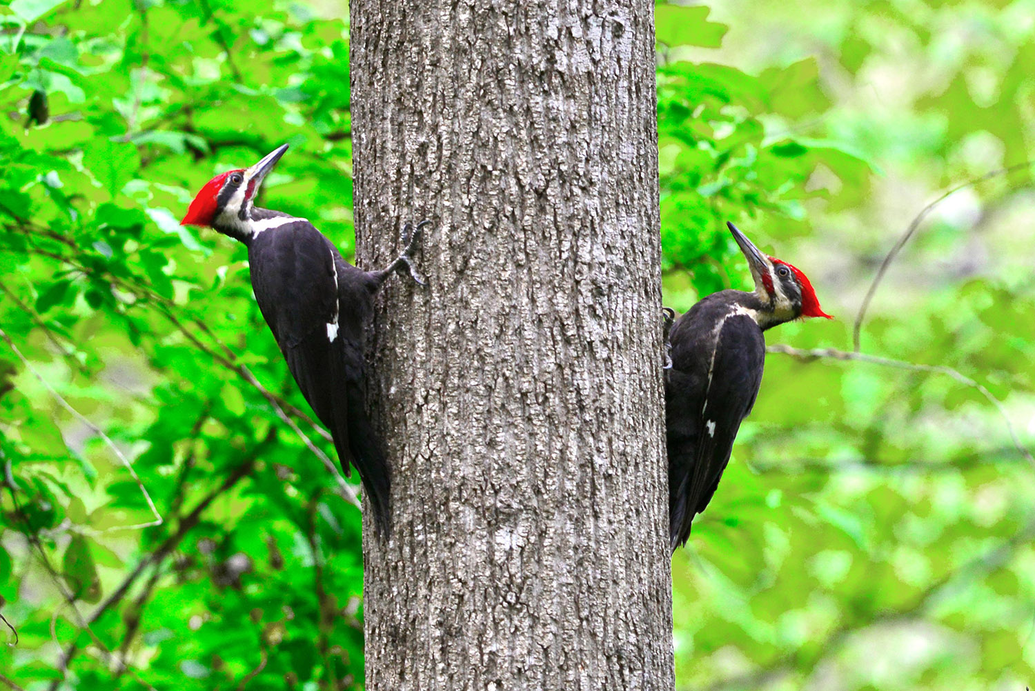 Red-Headed_Woodpeckers_Melanerpes_Erythrocephalus_Tandem_Mating_Ritual_Virginia.jpg