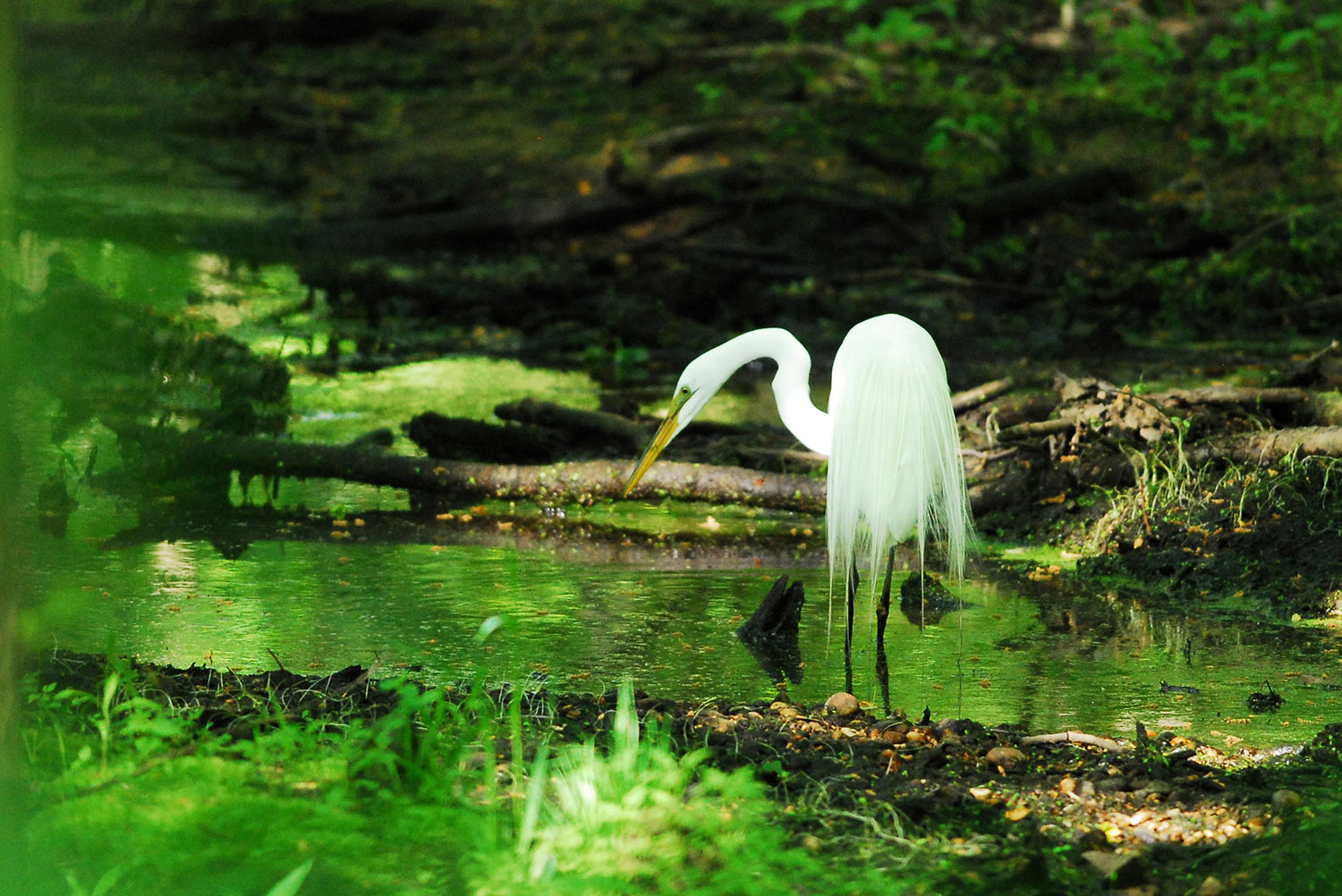 Snowy_Egret_Wetland_Spring_Migration_Bombay_Hook_National_Wildlife_Refuge_Leipsic_Delaware.jpg