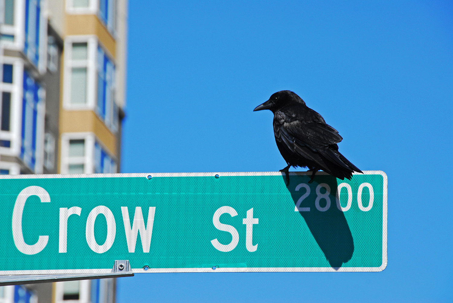 Western_Crow_Street_Sign_Perched_Washington.jpg