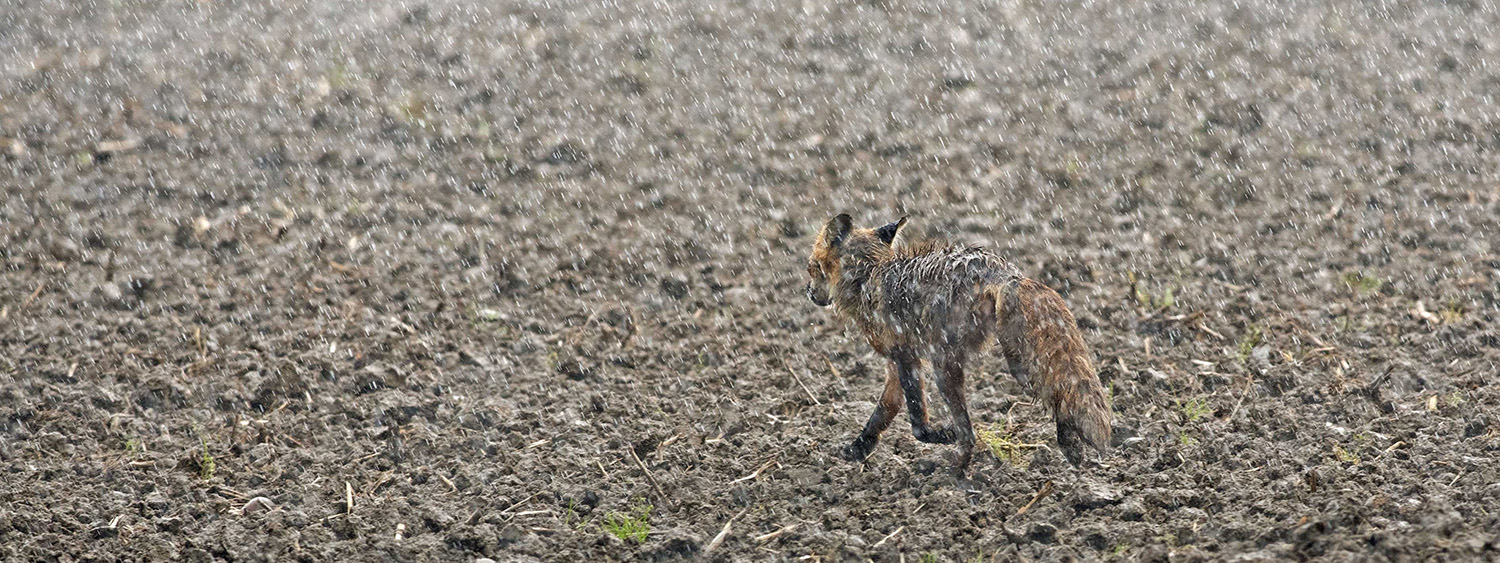 Red_Fox_Vulpes_Trotting_Rain_Farm_Field_Leipsic_Delaware.jpg