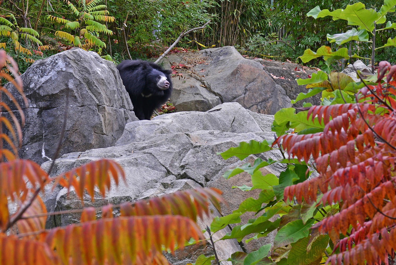 Andean_Bear_Tremarctos_Ornatus_Autumn_National_Zoo_Washington_DC.jpg