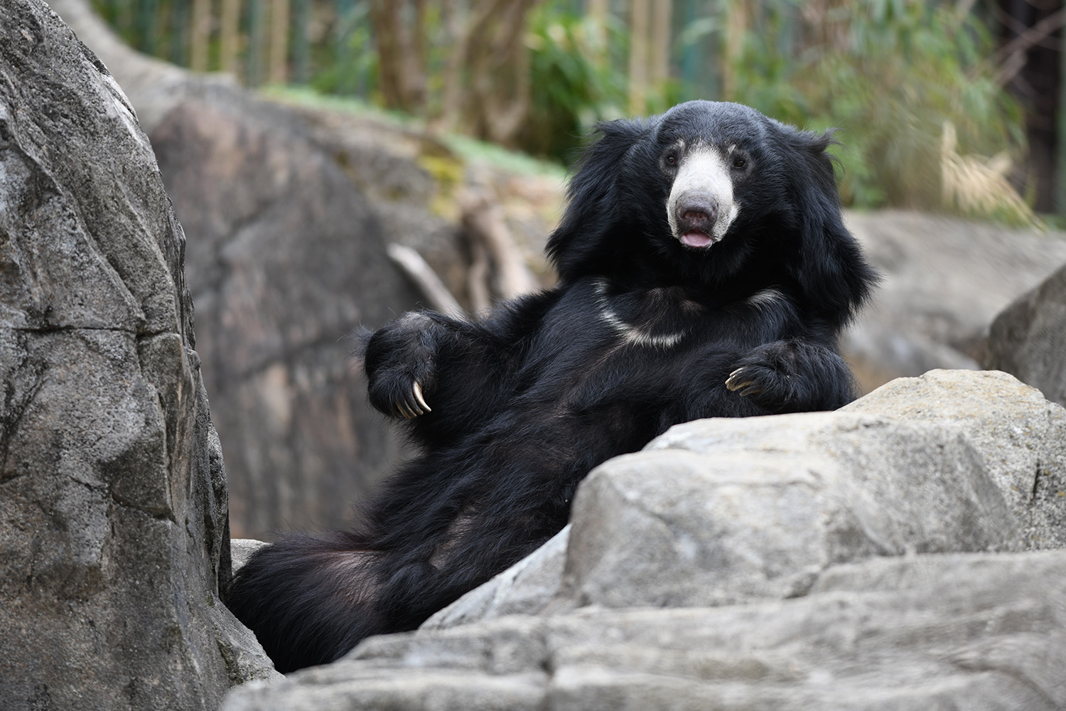 Andean_Bear_Tremarctos_Ornatus_Reclining_Repose_National_Zoo_Washington_DC.jpg