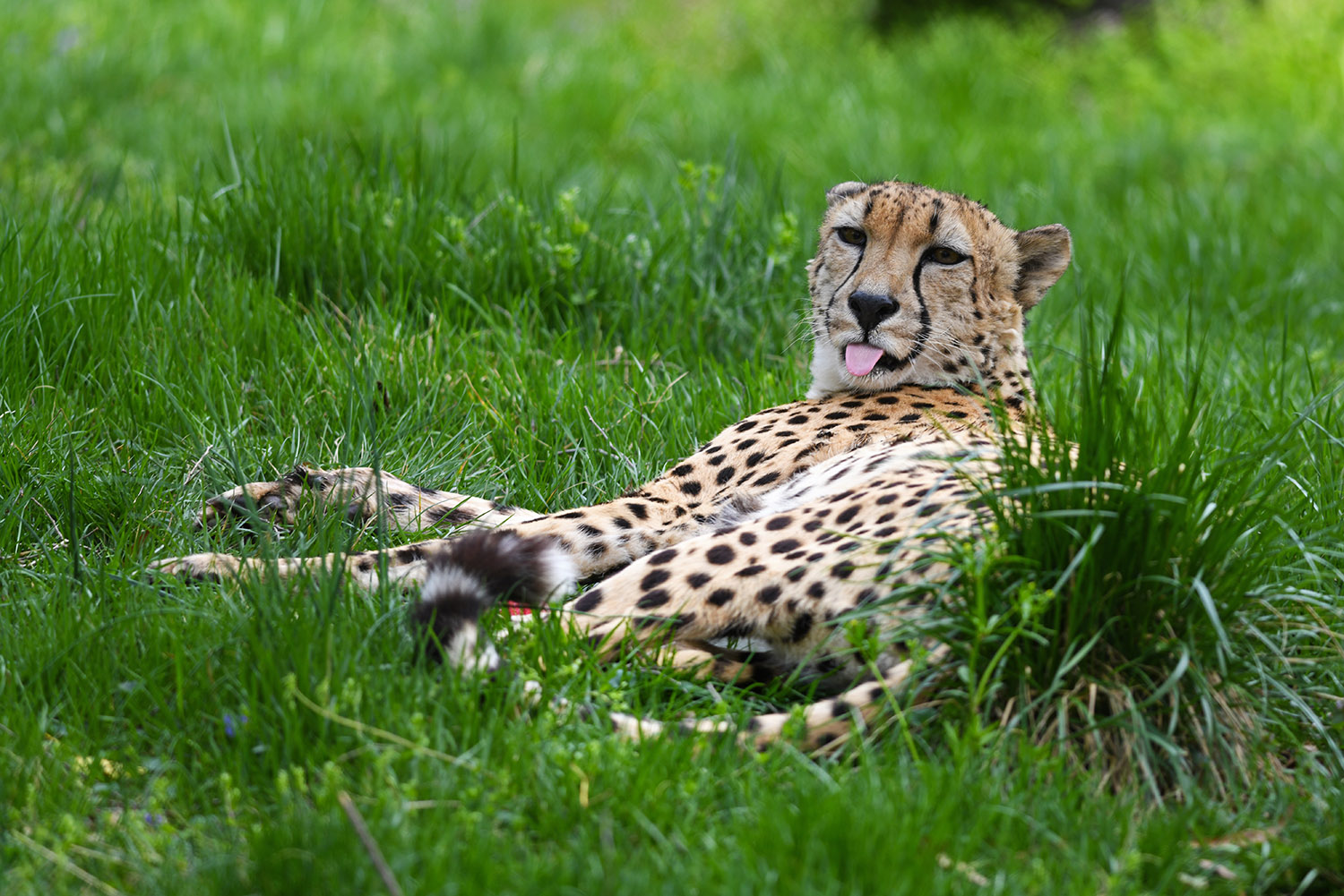 Cheetah_Acinonyx_Jubatus_Reclining_National_Zoo_Washington_DC.jpg