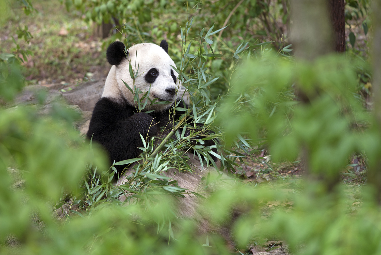Giant_Panda_Ailuropoda_Melanoleuca_Bamboo_National_Zoo_Washington_DC.jpg