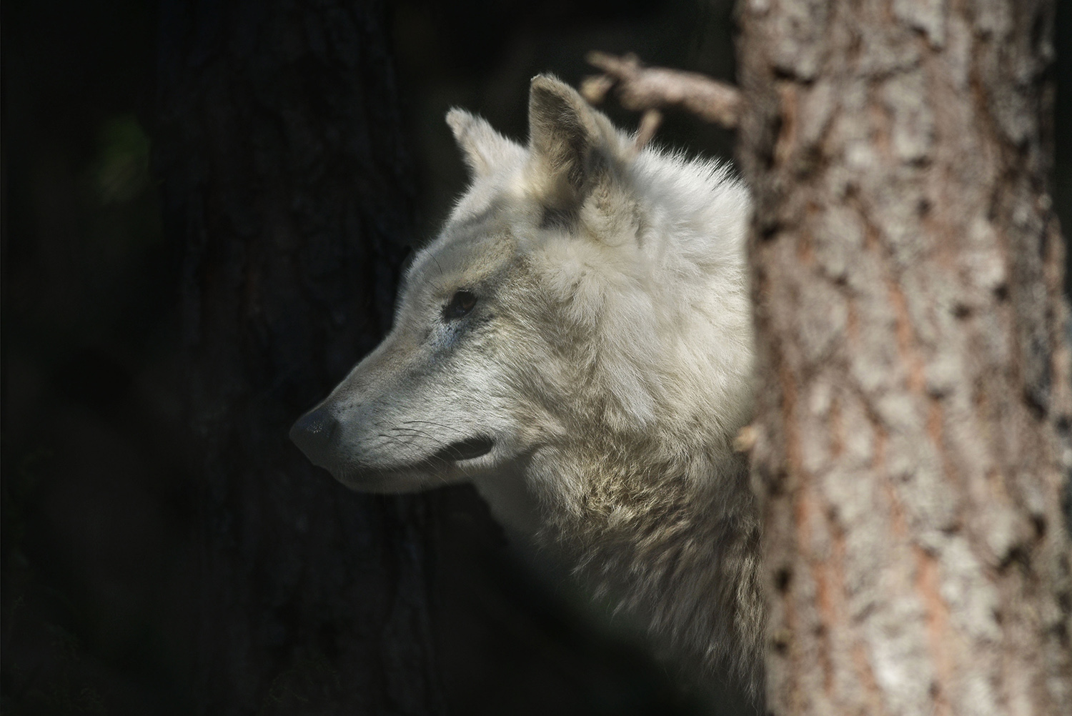Gray_Wolf_Canis_Lupus_National_Zoo_Washington_DC.jpg