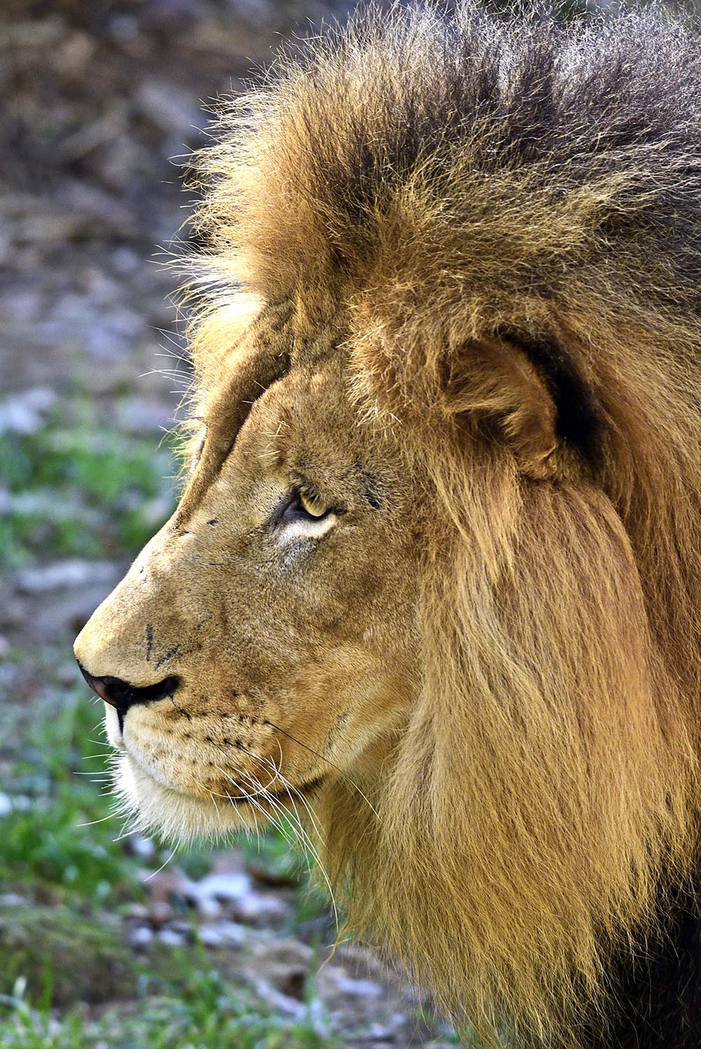 Lion_Panthera_Leo_Male_Portrait_National_Zoo_Washington_DC.jpg