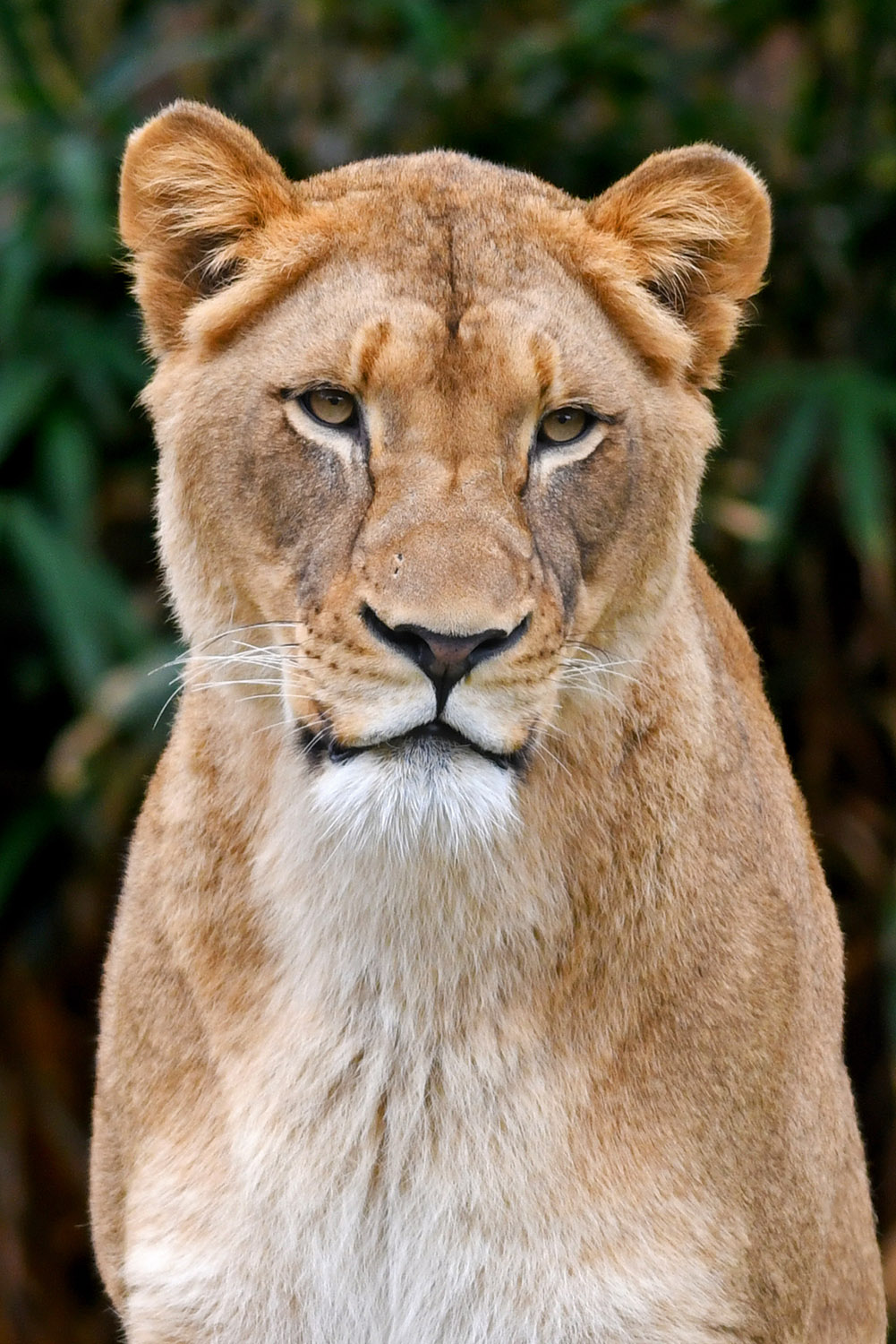 Lion_Panthera_Leo_Portrait_National_Zoo_Washington_DC.jpg