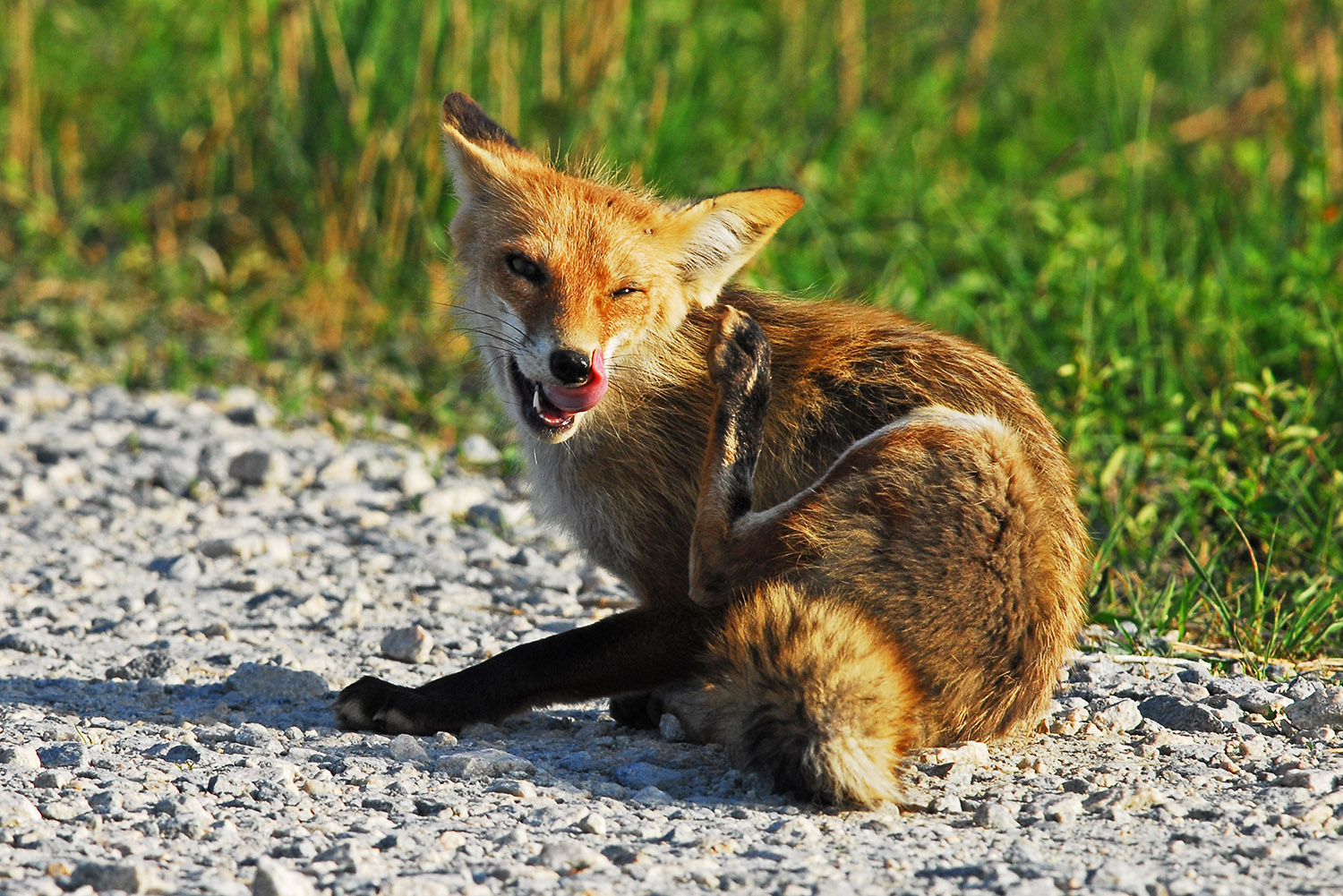 Red_Fox_Vulpes_Bombay_Hook_National_Wildlife_Refuge_Leipsic_Delaware.jpg