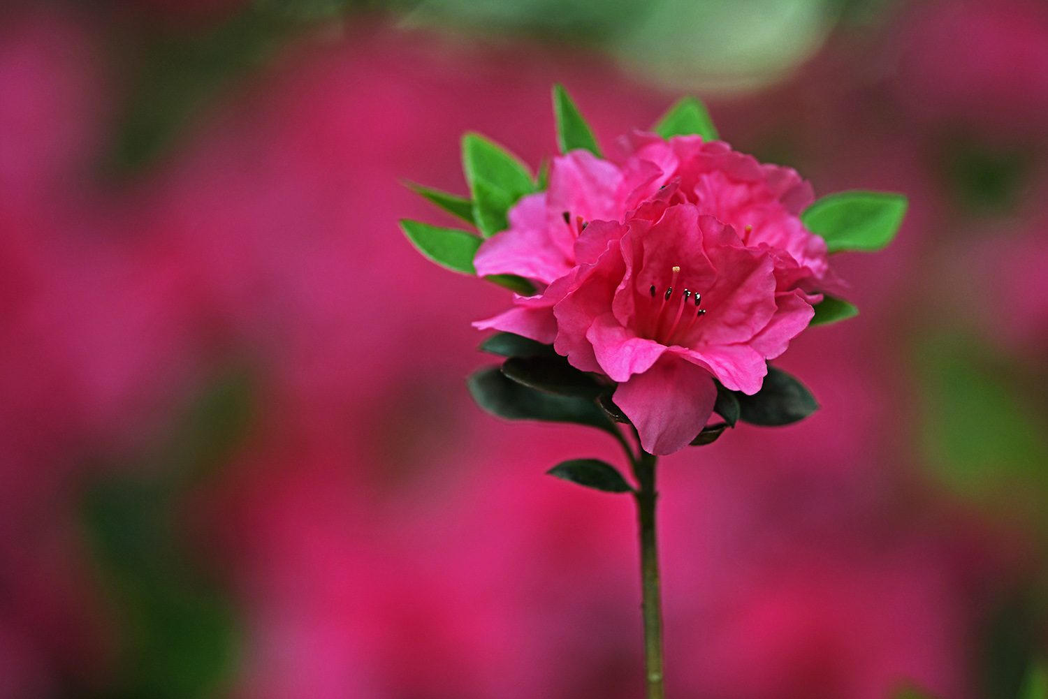 Azalea_Pink_Blossom_Springtime_Garden.jpg