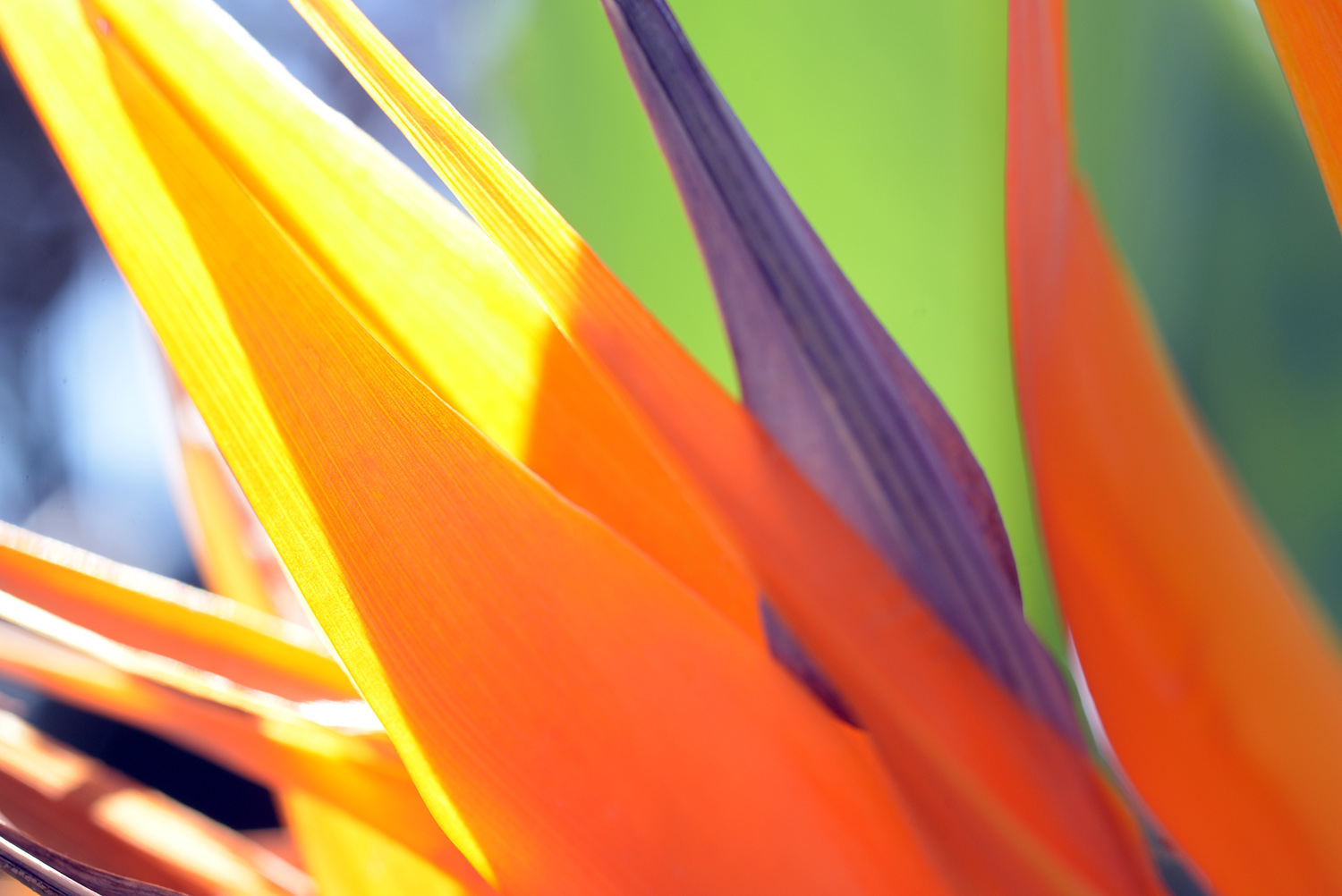 Bird_of_Paradise_Strelitzia_Blossom_Orange_Closeup.jpg