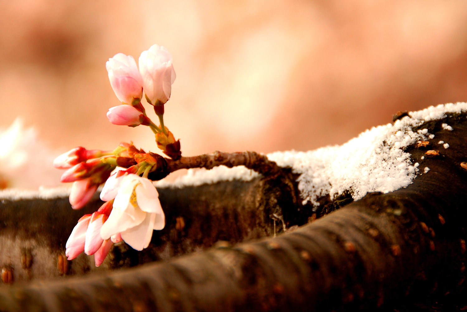 Cherry_Blossoms_Buds_Pink_Branch_Snow_Tidal_Basin_Washington_DC.jpg