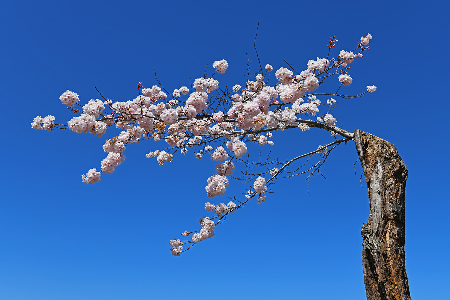 Cherry_Blossoms_Perseverence_Springtime_Tidal_Basin_Washington_DC.jpg