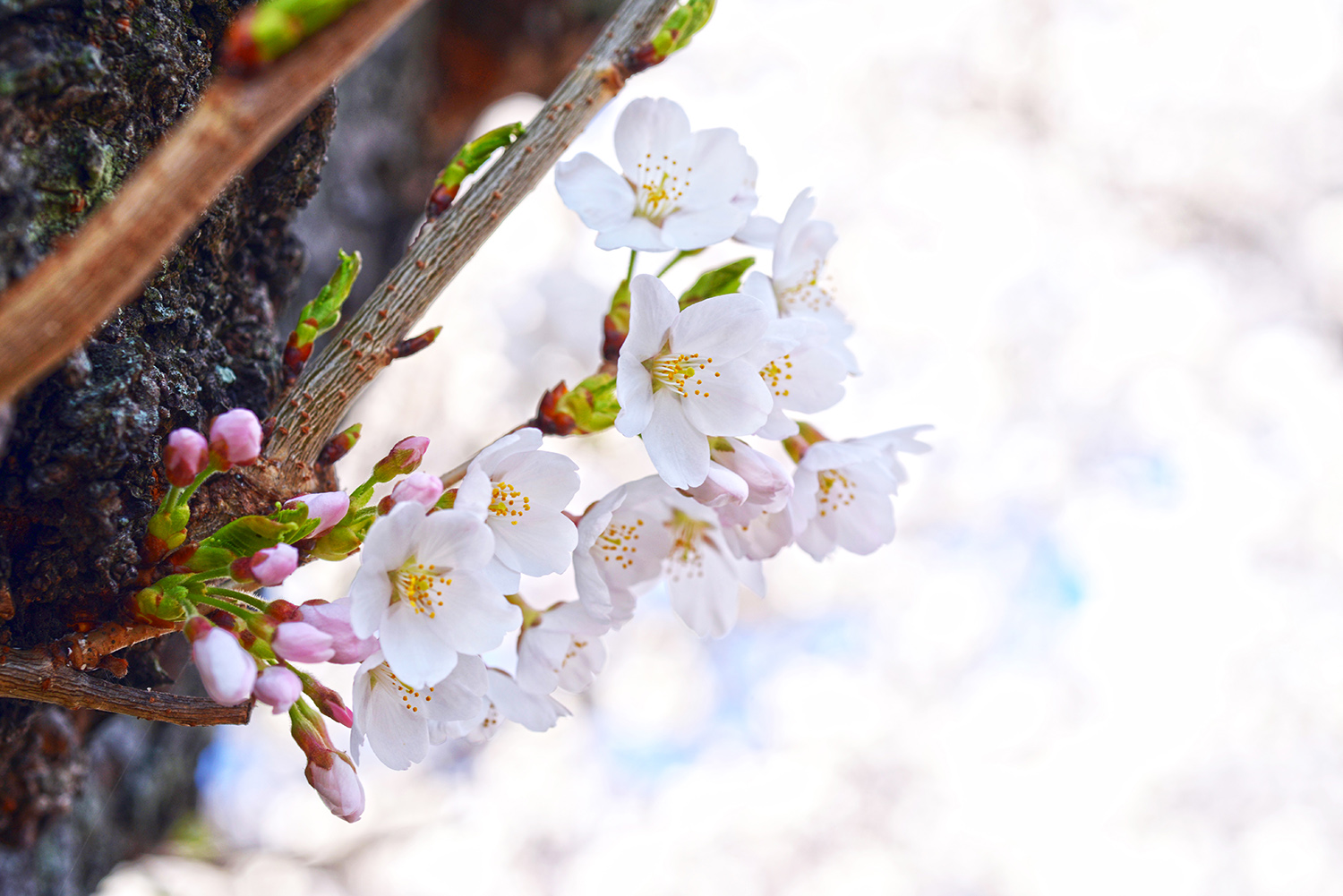 Cherry_Blossoms_Buds_Pink_White_Tidal_Basin_Washington_DC.jpg