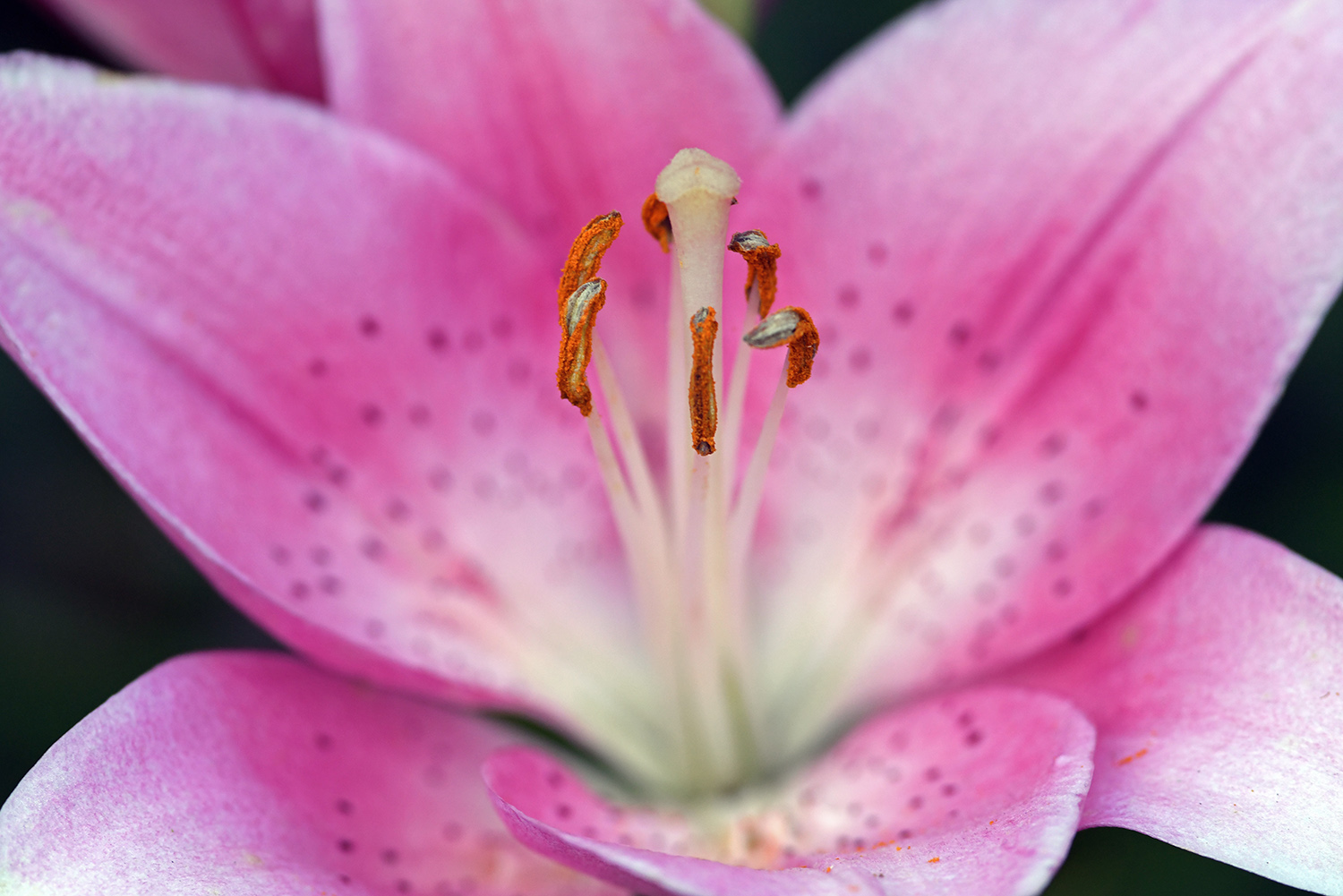Flower_Blossom_Pink_Stamen_Pollen_Closeup_Garden.jpg