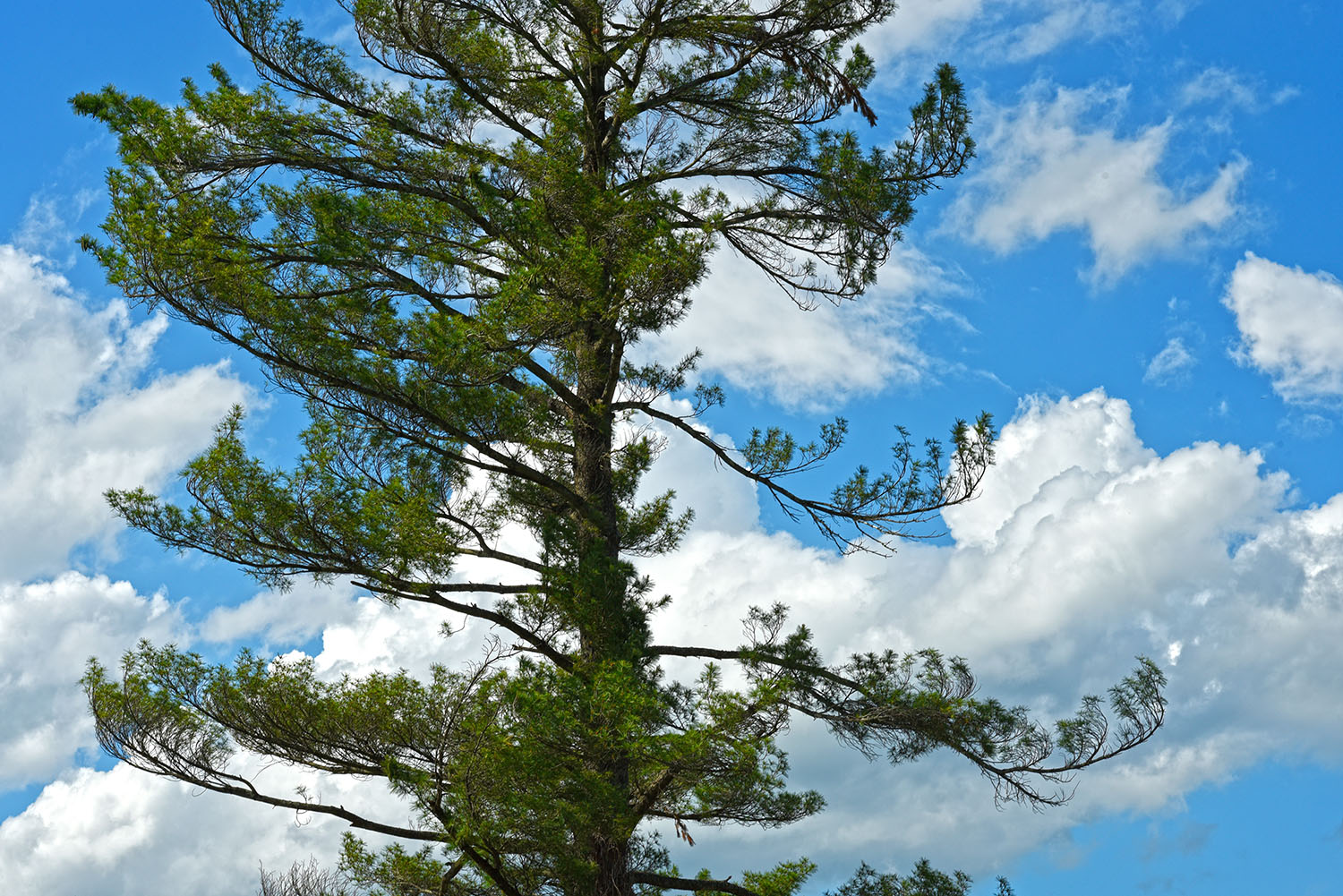 Fir_Tree_Conifer_Sky_Clouds_Virginia.jpg