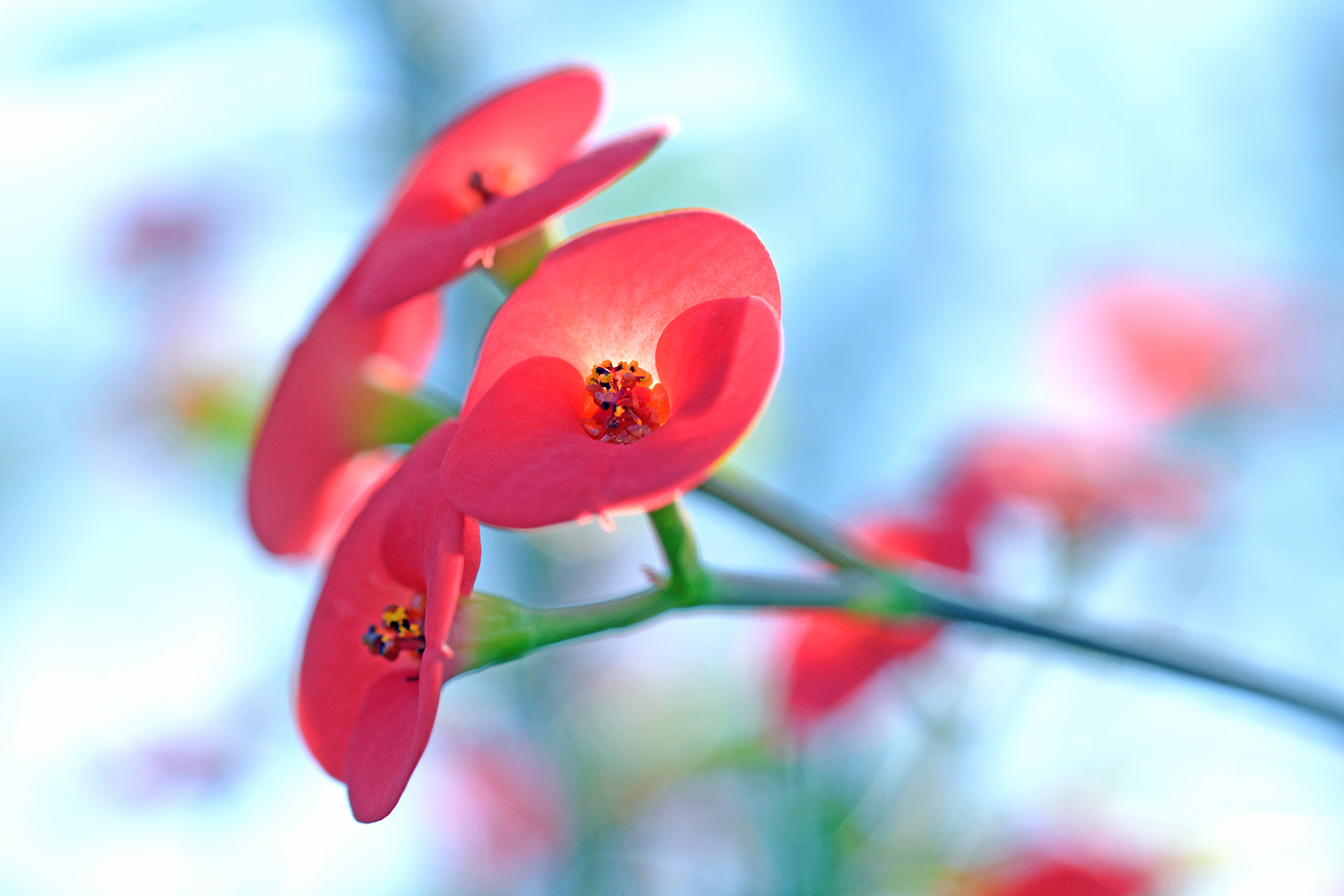 Flower_Blossoms_Pink_Garden_Springtime_Color_Saturation.jpg