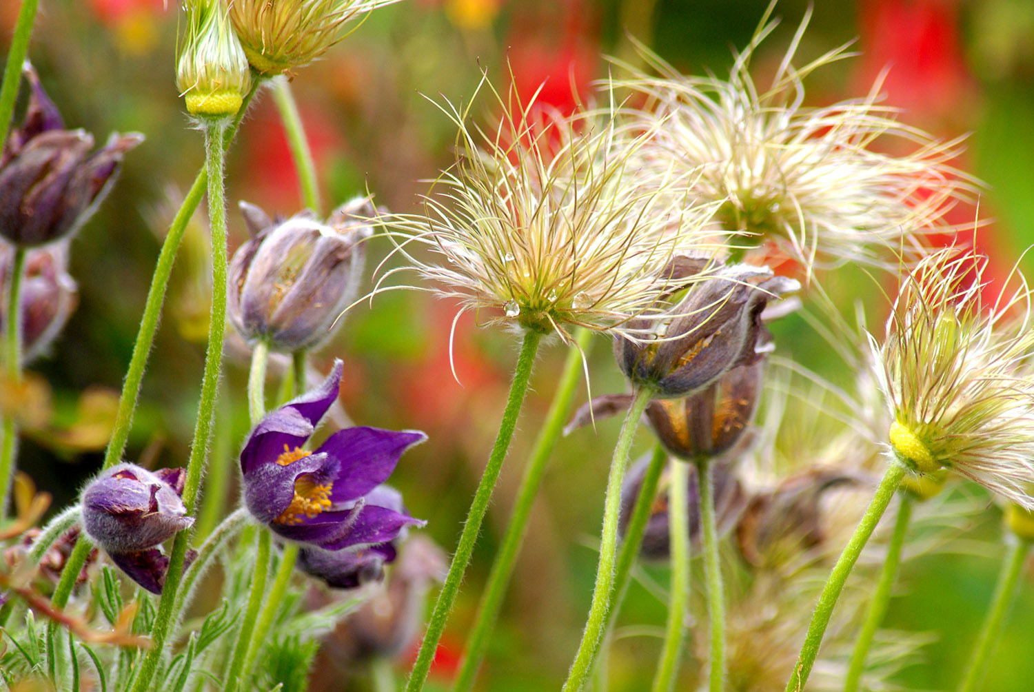 Flowers_Garden_Horticulture_Whimsical_Purple.jpg