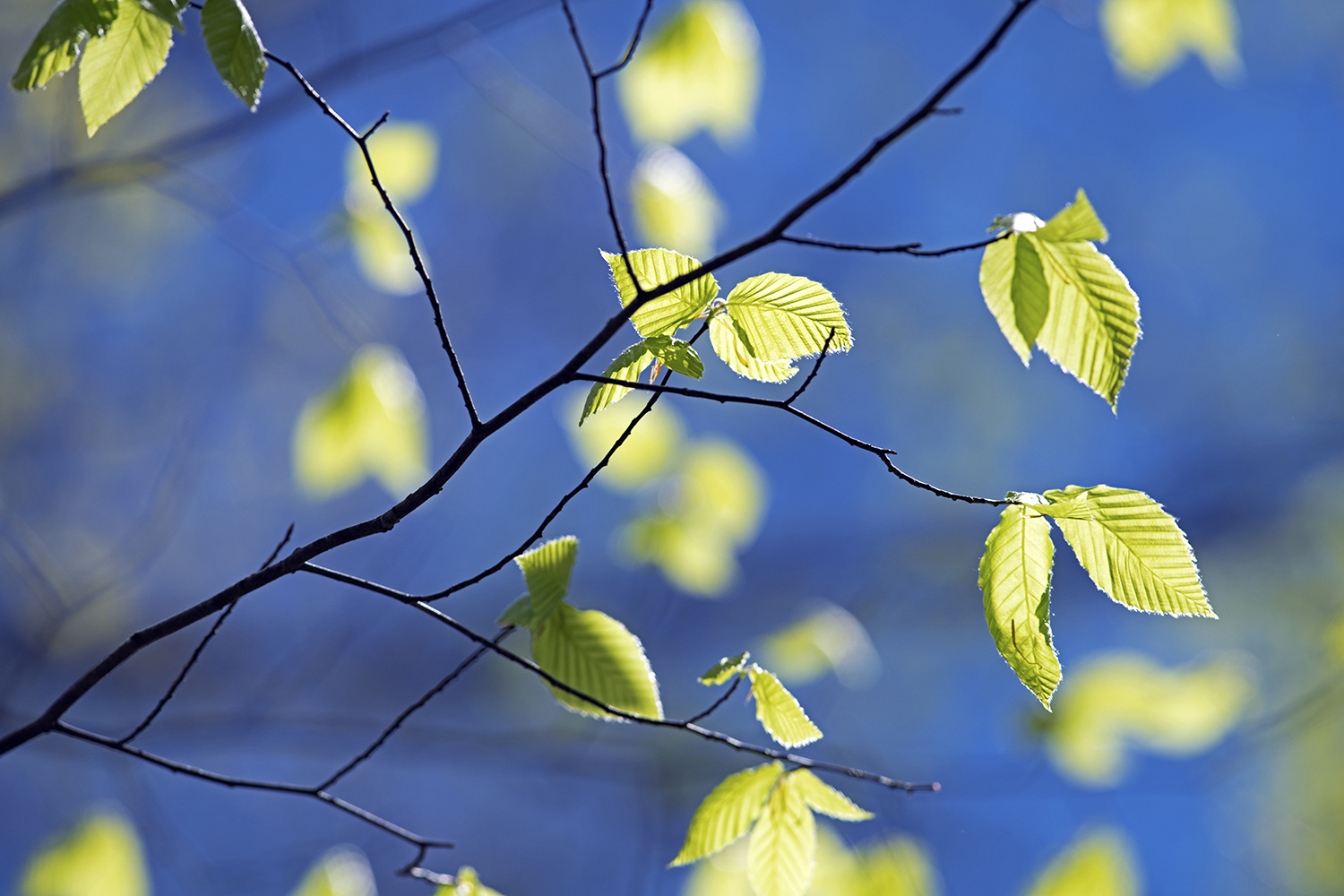 Leaves_Springtime_Green_Blue_Sky_Woods.jpg