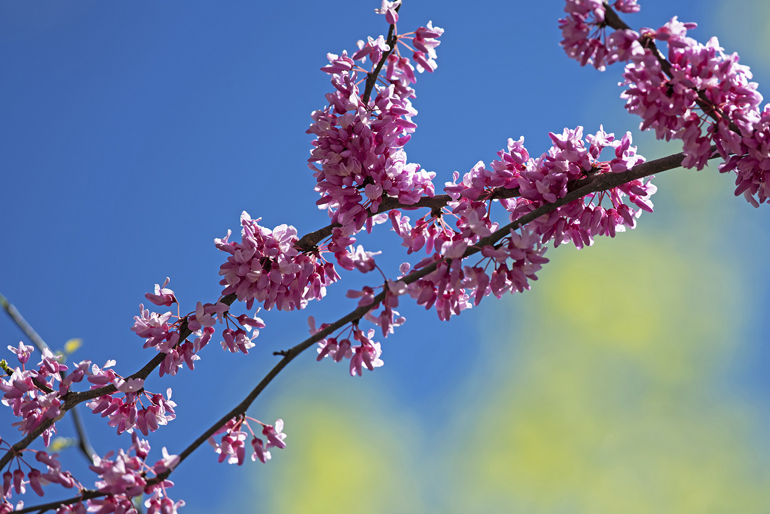 Redbud_Pink_Blossoms_Blue_Sky_Springtime_Colorful.jpg