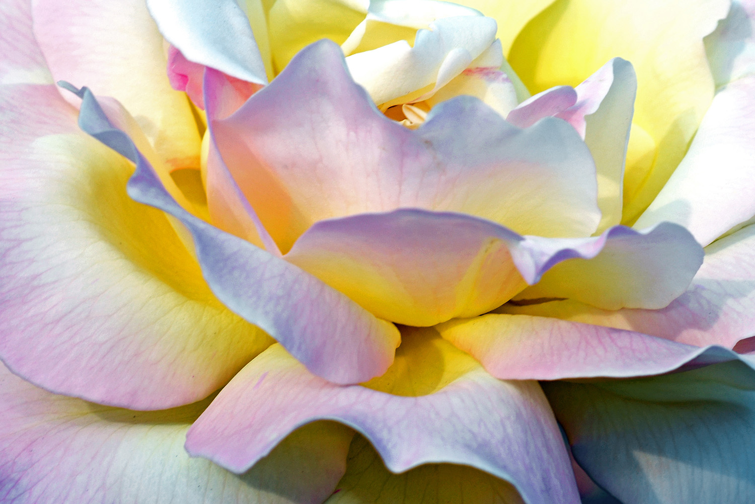 Rose_Pink_Yellow_Blossom_Closeup_Springtime_Garden.jpg