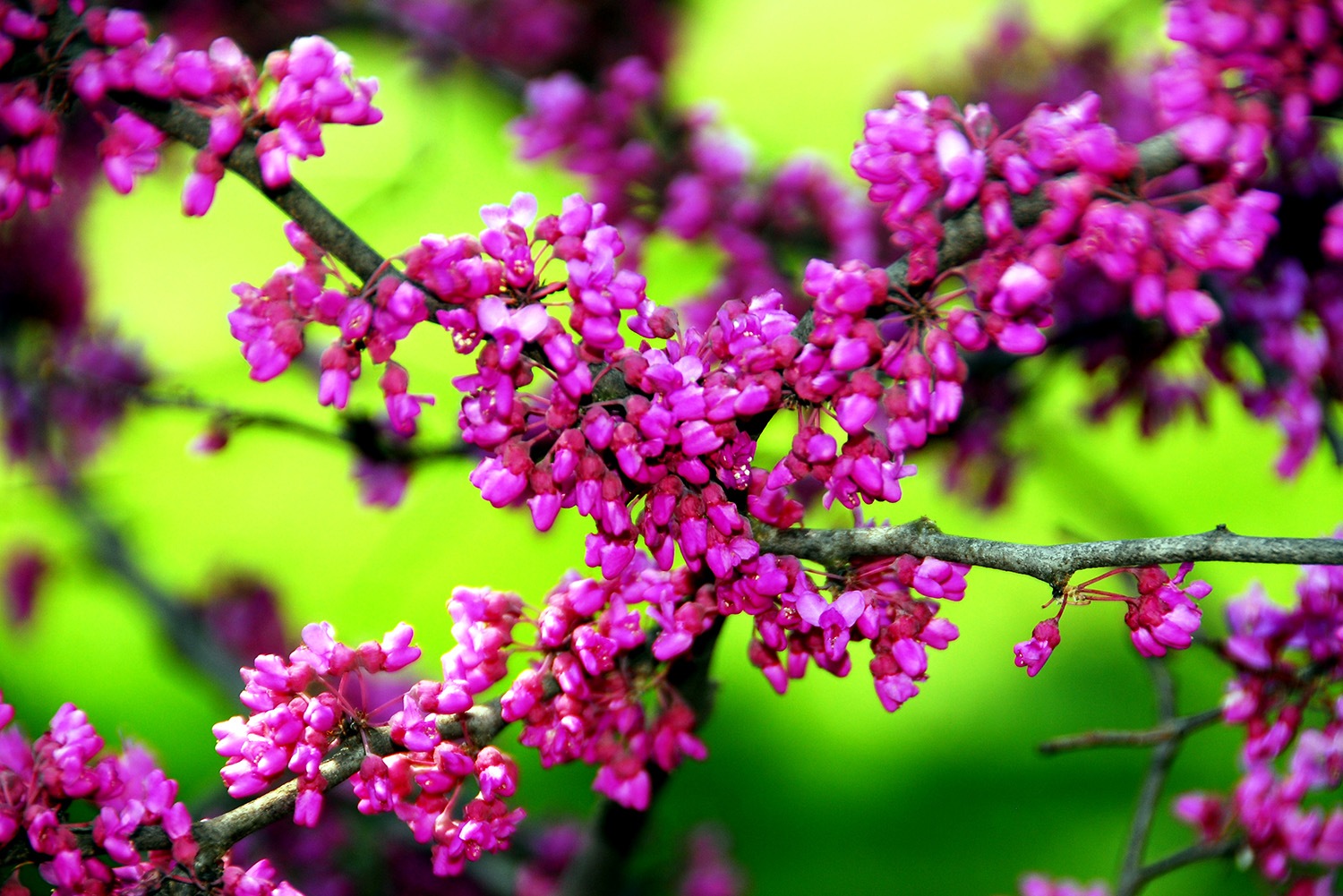 Redbud_Pink_Blossoms_Green_Springtime_Color_Saturation.jpg