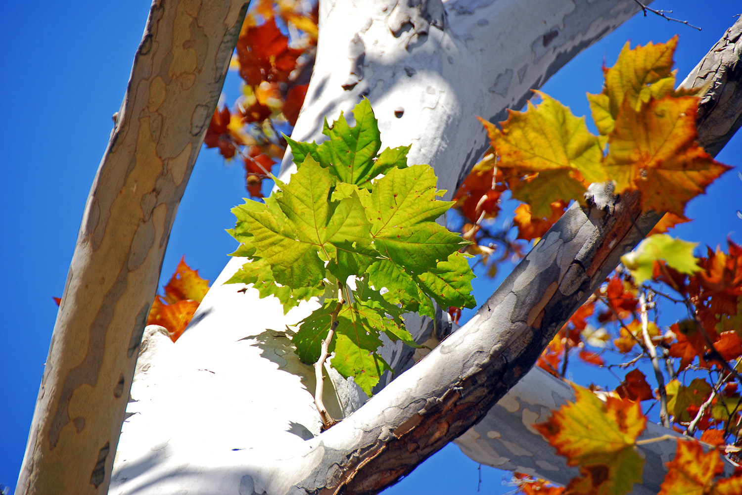 Sycamore_Tree_Autumn_Fall_Leaves_Trunk_Branches_Closeup.jpg