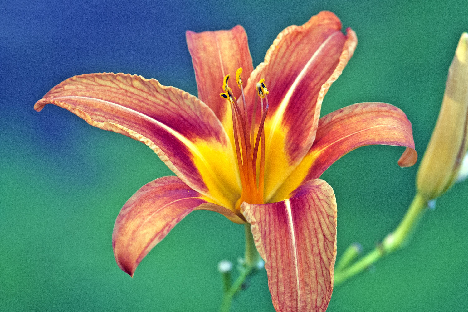 Tiger_Lily_Colorful_Saturation.jpg