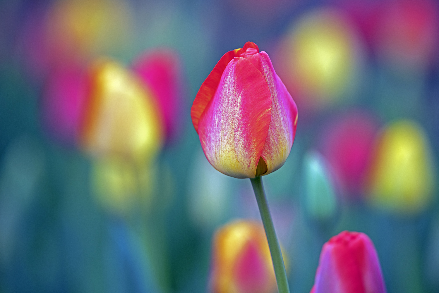 Tulip_Blossom_Pink_Garden_Colorful.jpg