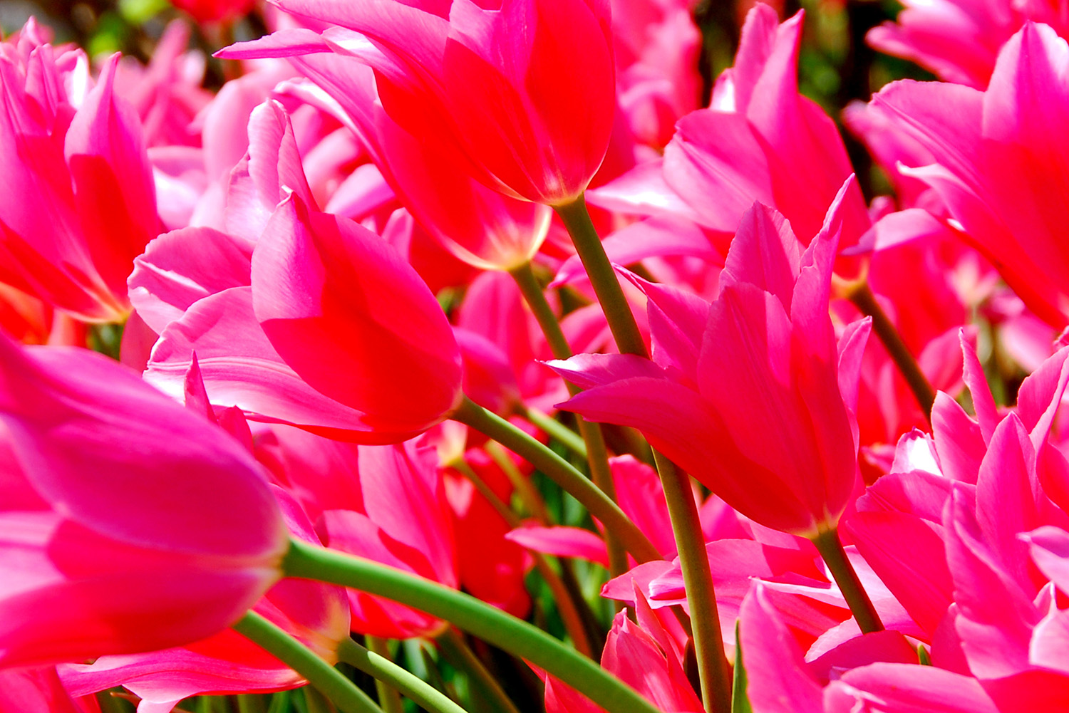 Tulip_Blossoms_Pink_Garden_Springtime_Color_Saturation.jpg