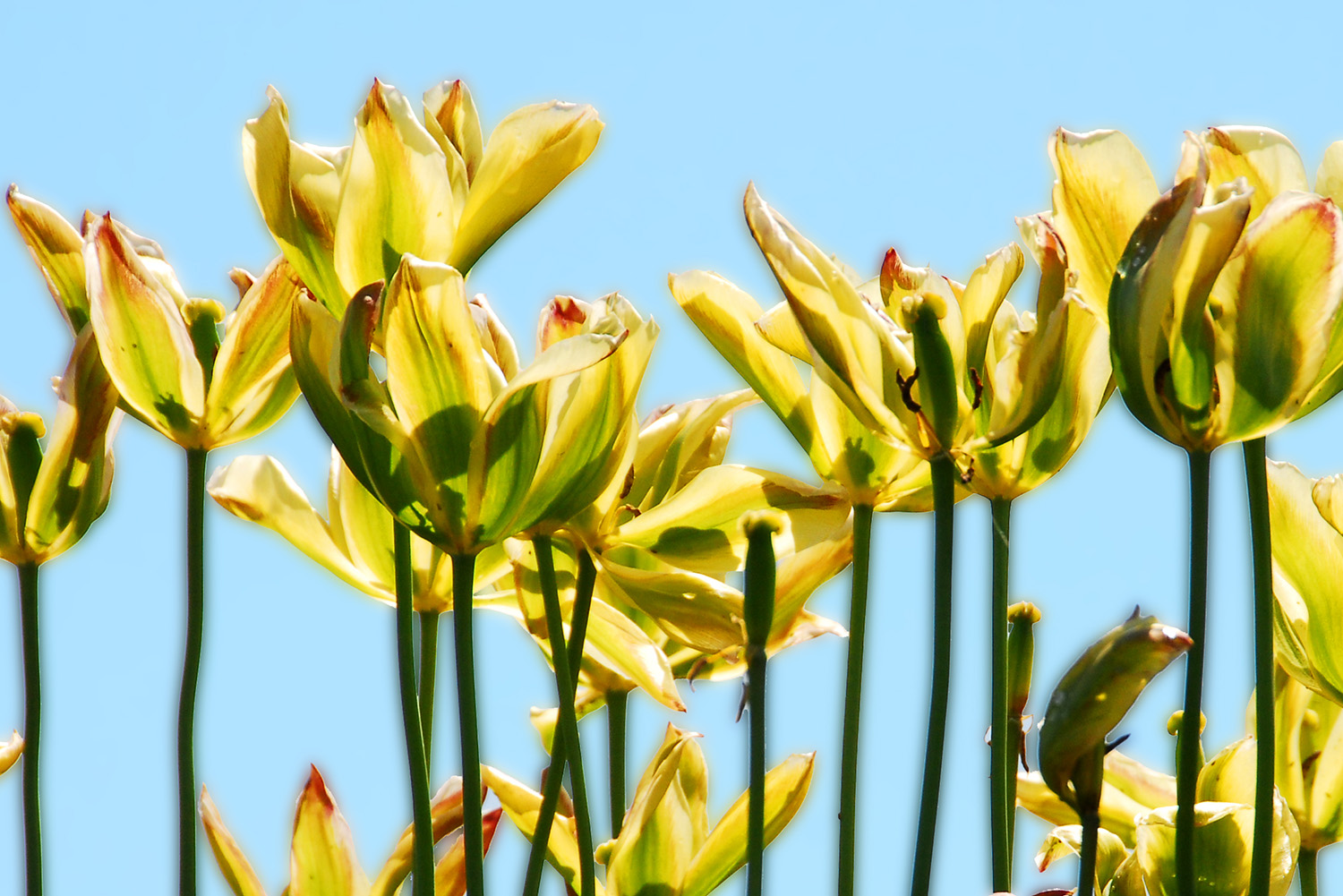 Tulips_Yellow_Blue_Sky_Petals_Stems_Springtime_Garden.jpg