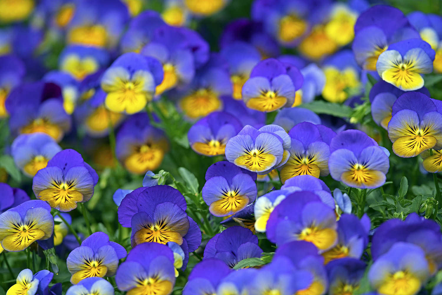 Violets_Springtime_Blossoms_Garden_Colorful.jpg