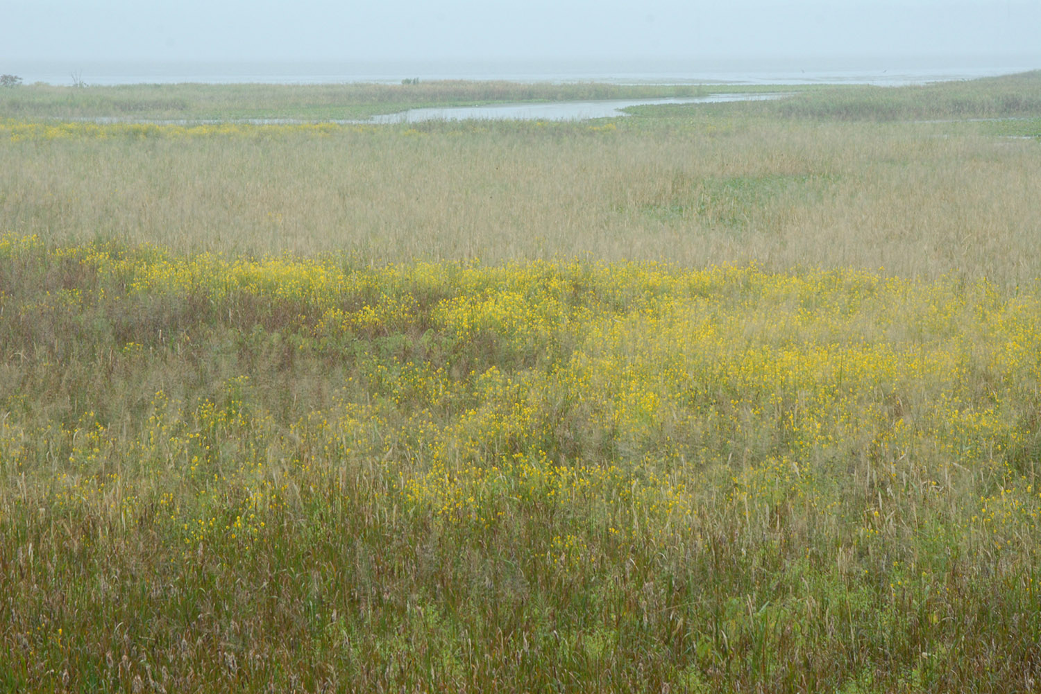 Wetlands_Mason_Neck_State_Park_Summer_Rain_Virginia.jpg